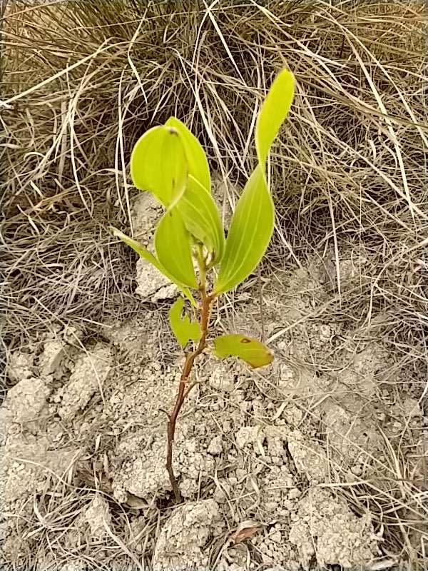 tree image