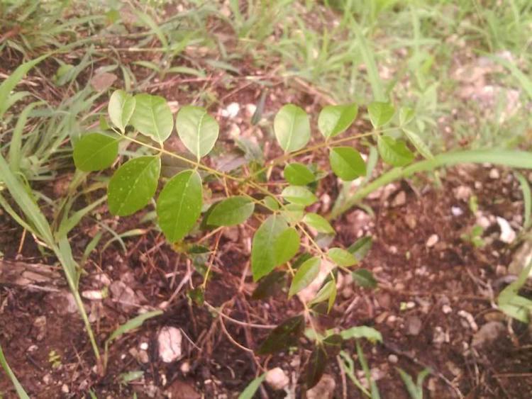 tree image
