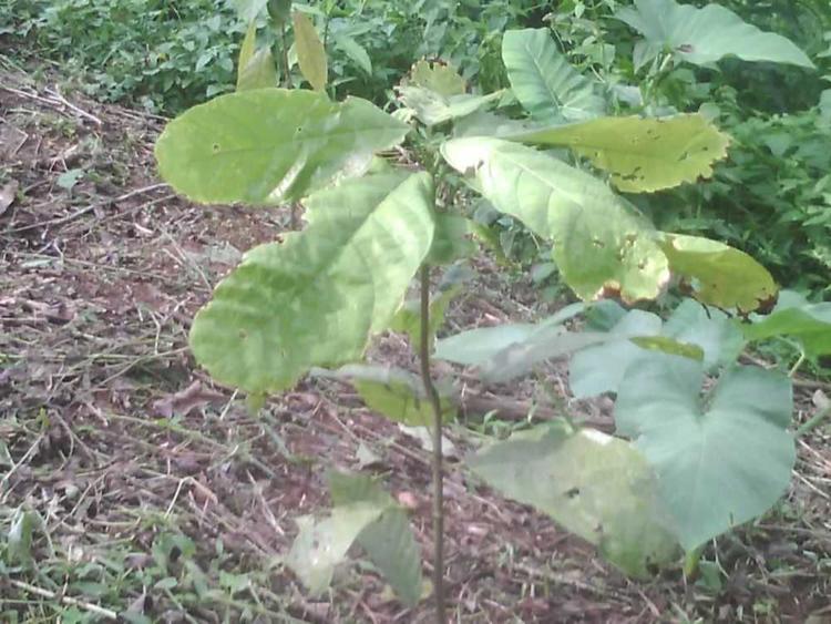 tree image
