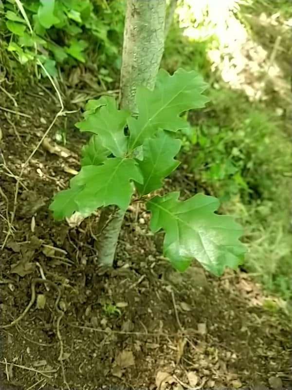 tree image
