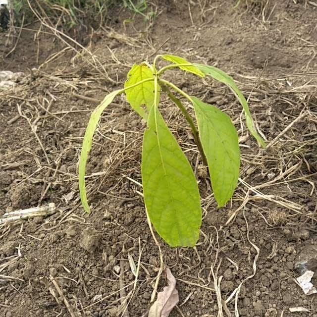 tree image