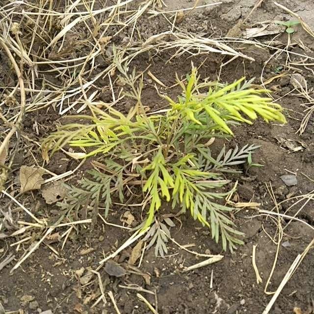 tree image