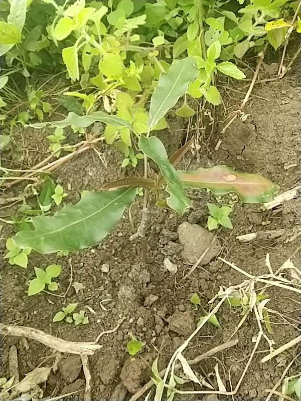 tree image
