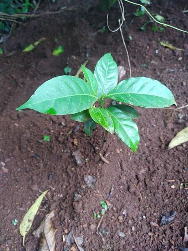 tree image