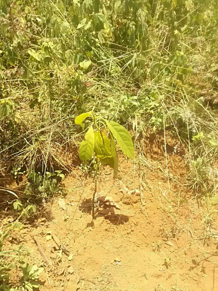 tree image