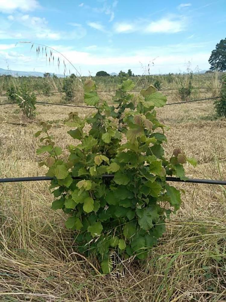 tree image