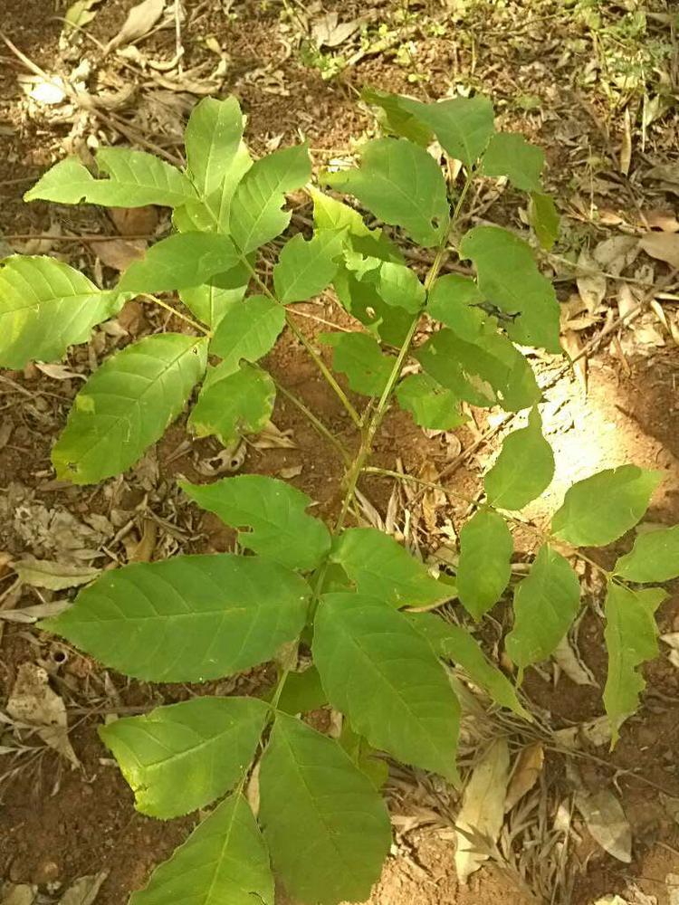 tree image