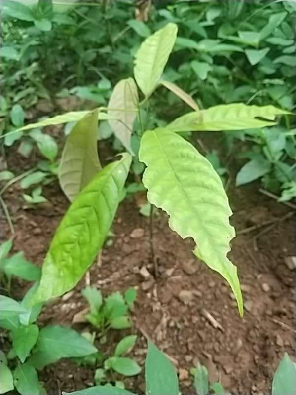 tree image
