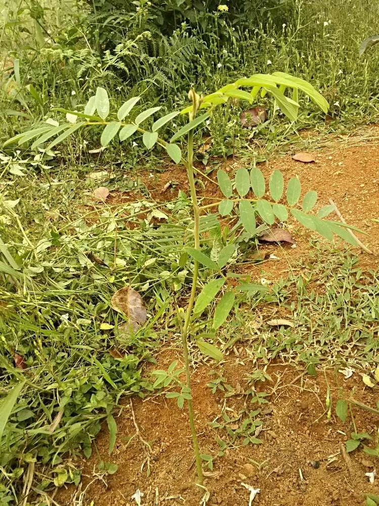tree image