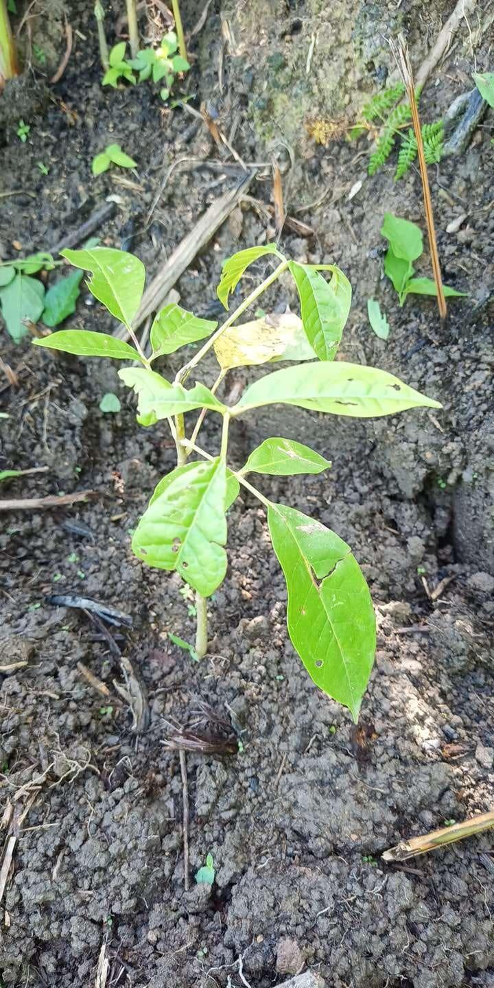 tree image