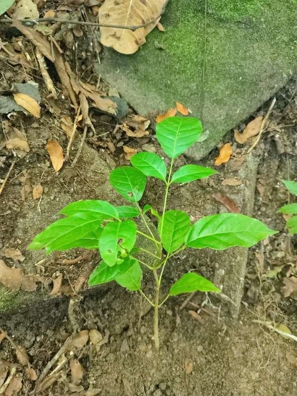 tree image