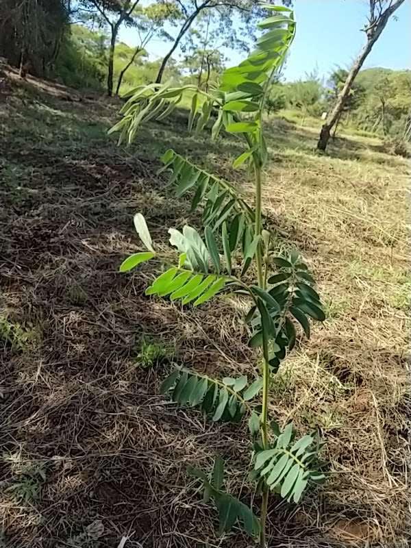 tree image