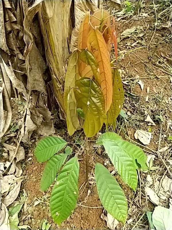 tree image