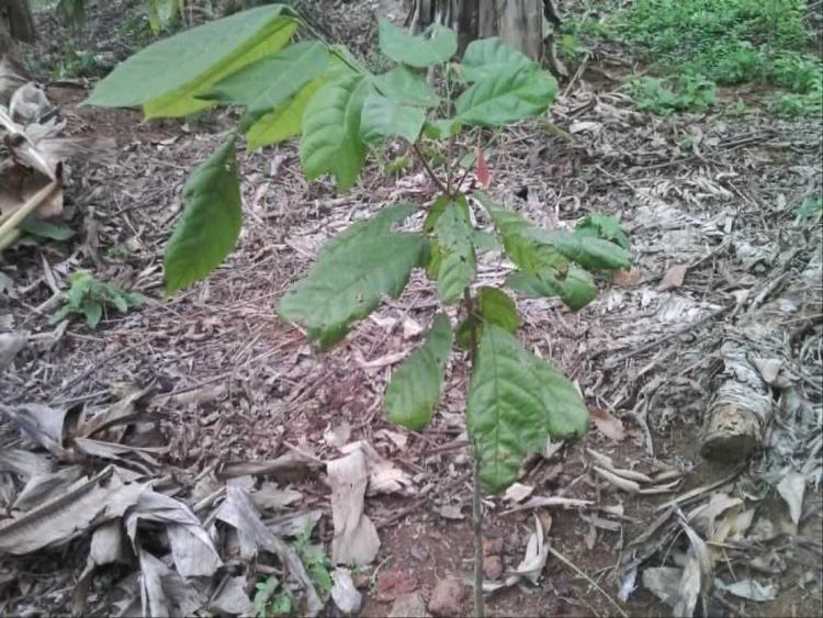 tree image