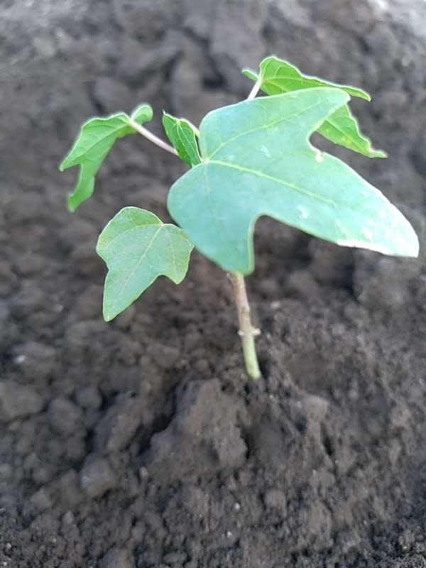 tree image