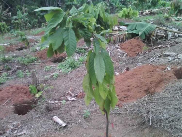 tree image