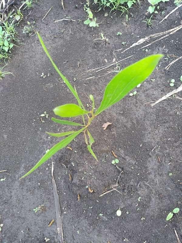 tree image