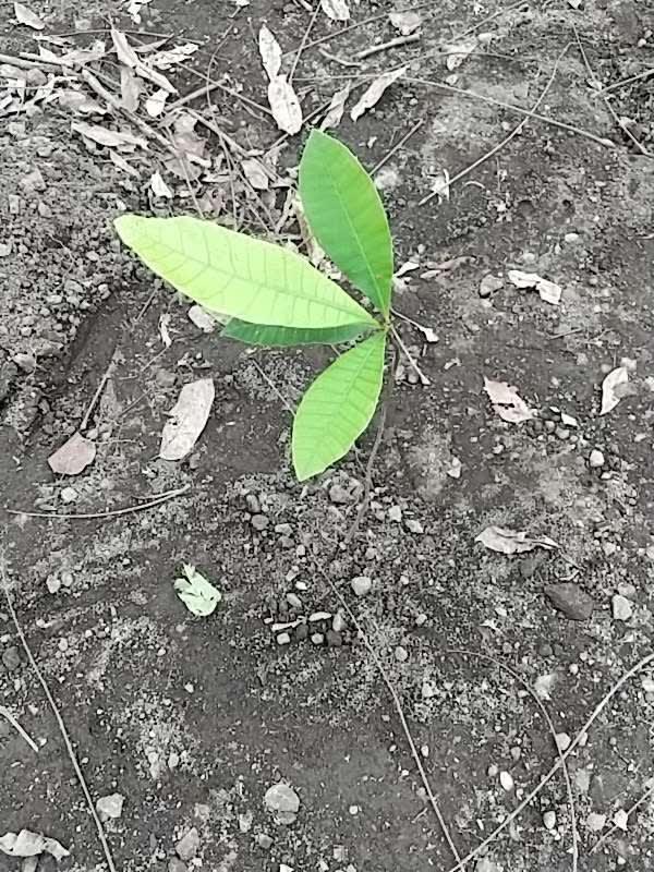 tree image