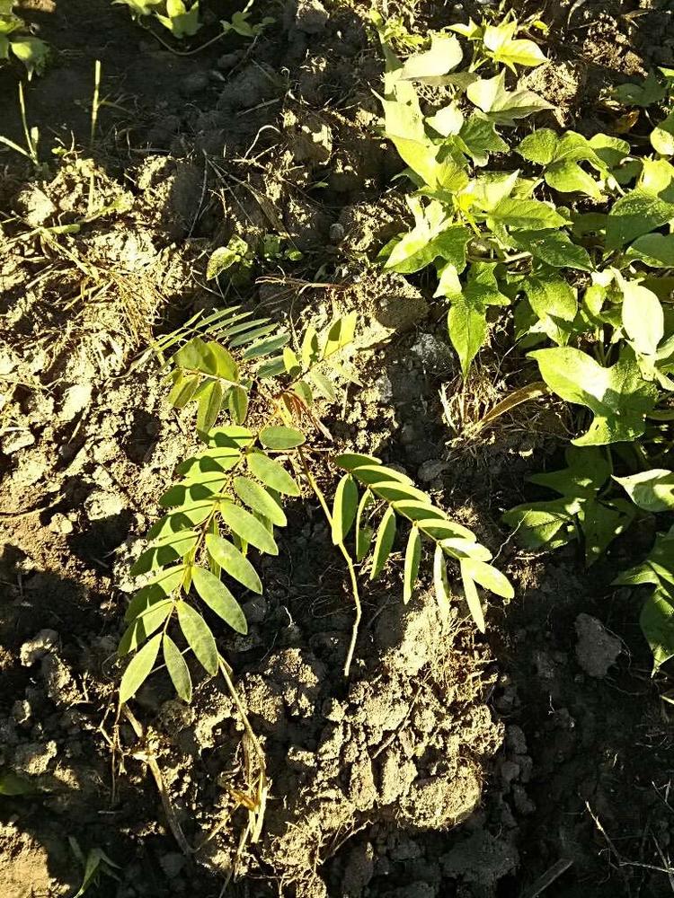 tree image