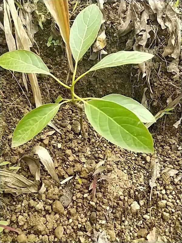 tree image