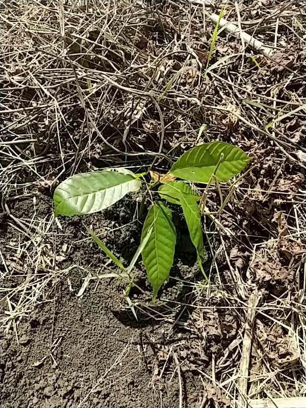 tree image