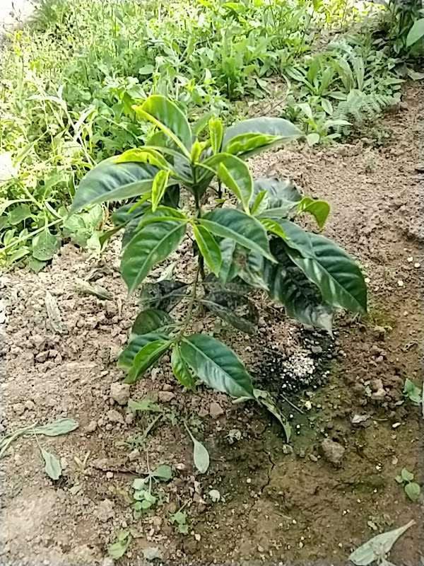 tree image