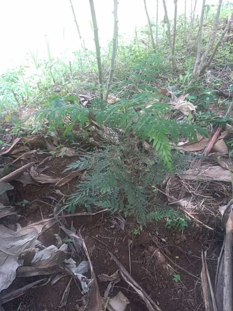 tree image