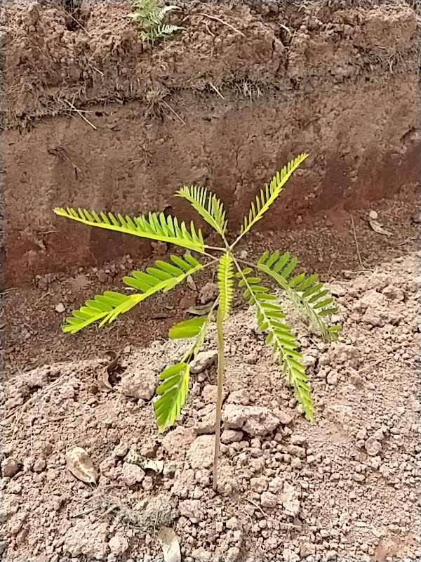 tree image