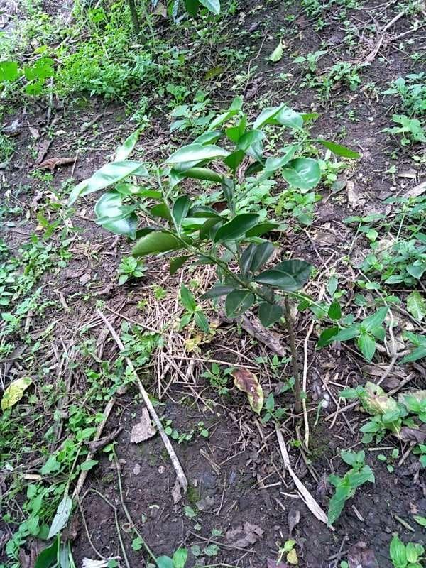 tree image