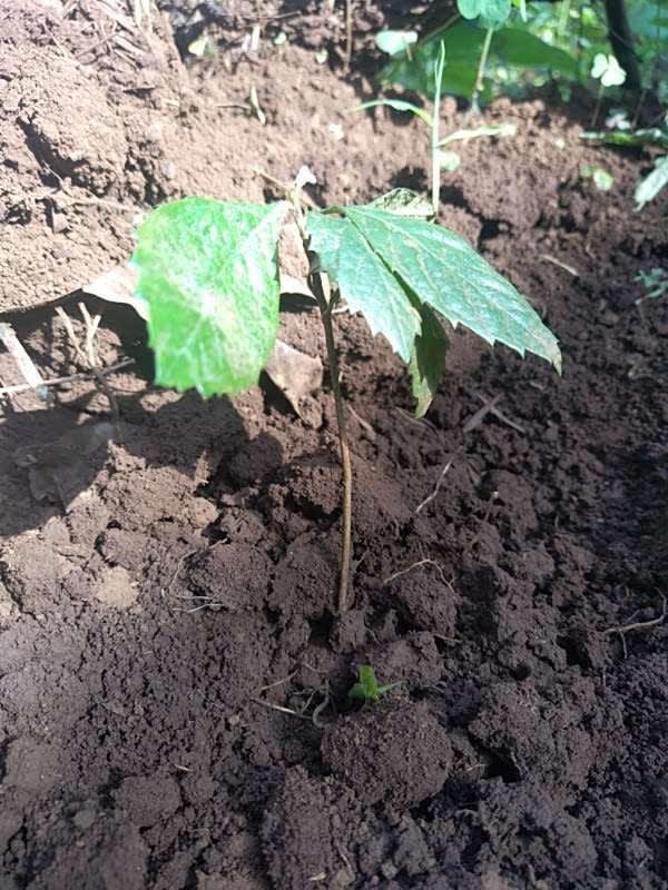 tree image