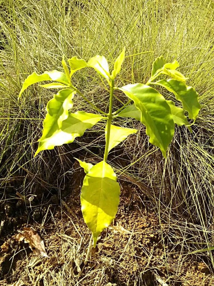 tree image