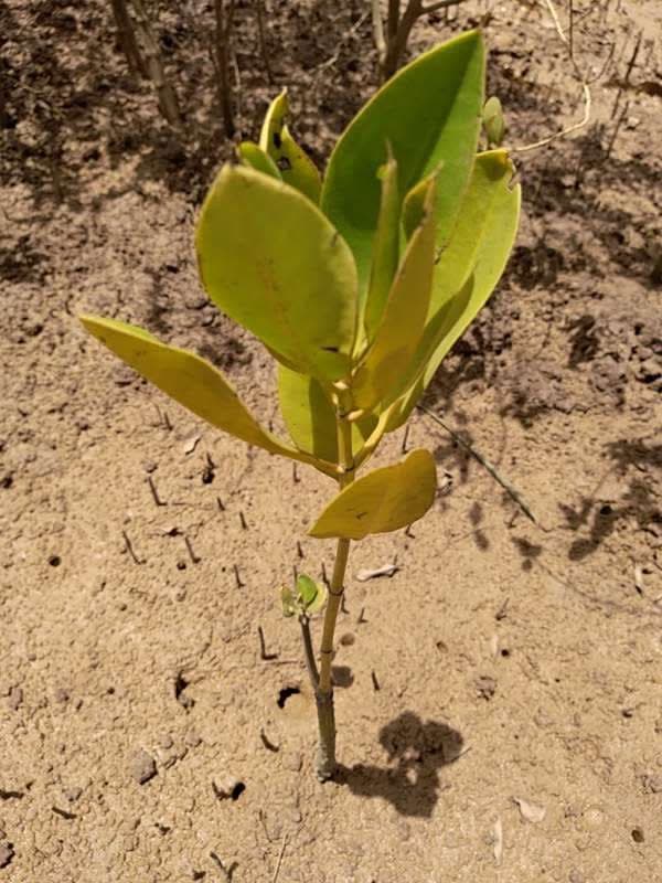 tree image