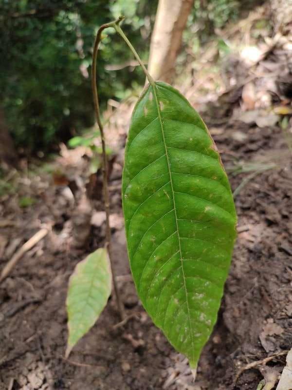 tree image
