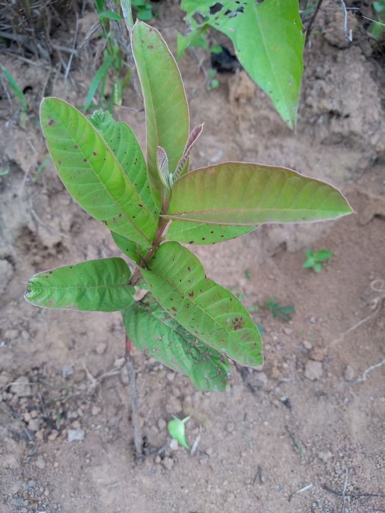 tree image
