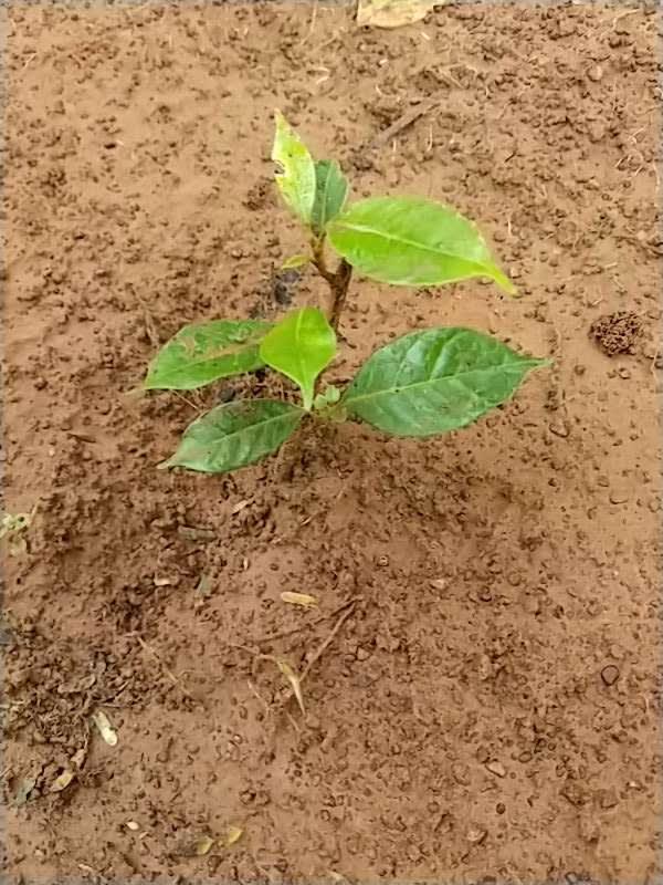 tree image