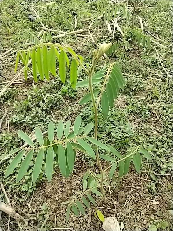 tree image