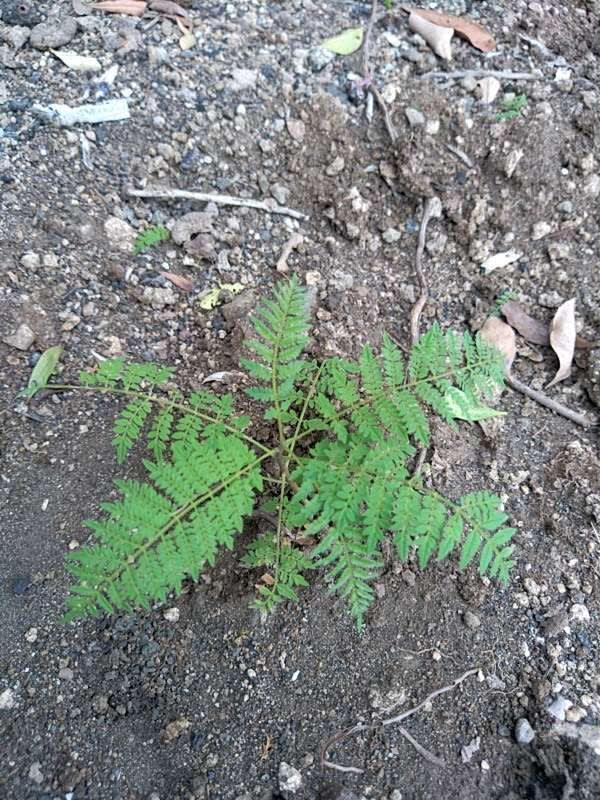 tree image