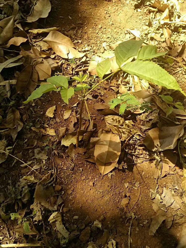 tree image