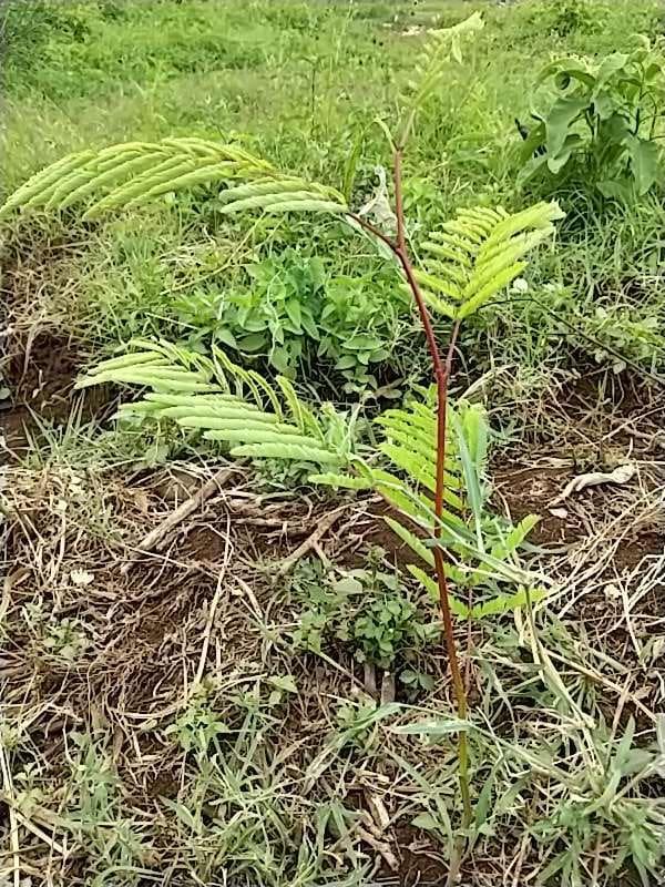 tree image