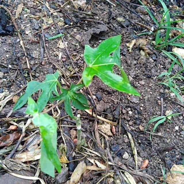 tree image