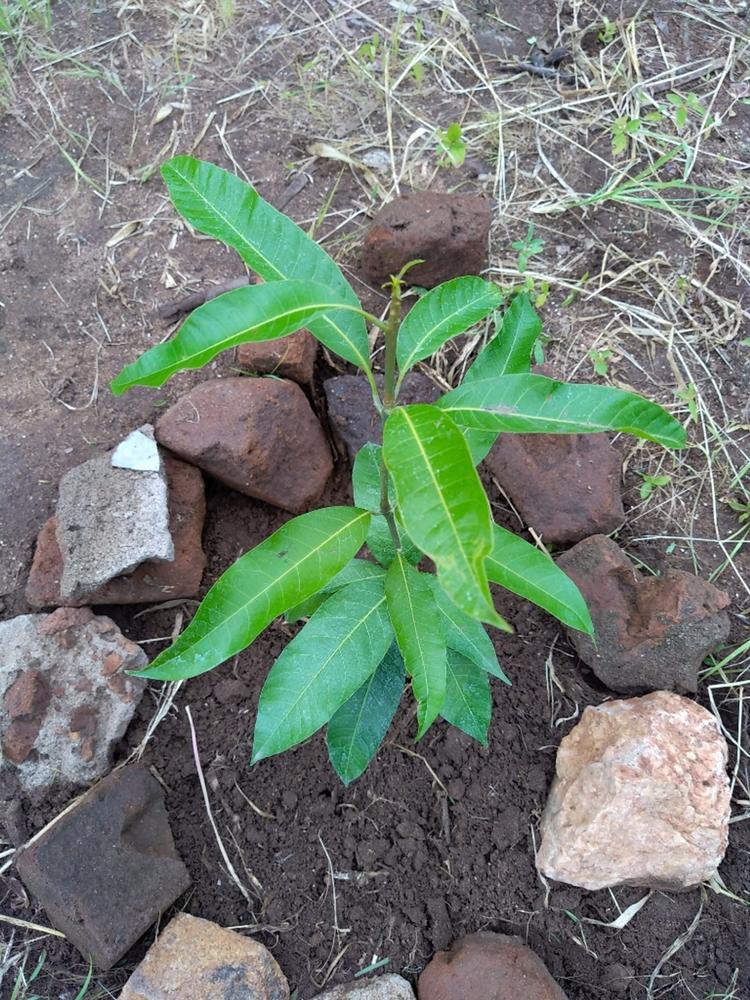 tree image