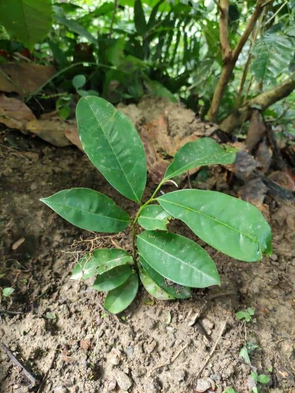 tree image