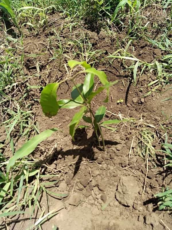 tree image