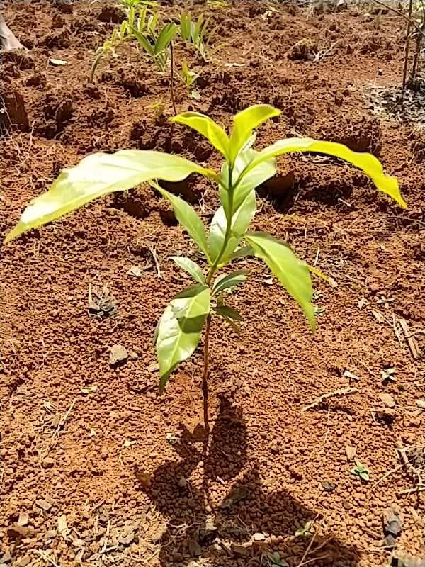 tree image