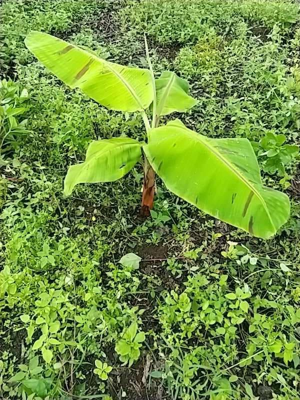tree image