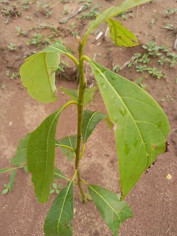 tree image