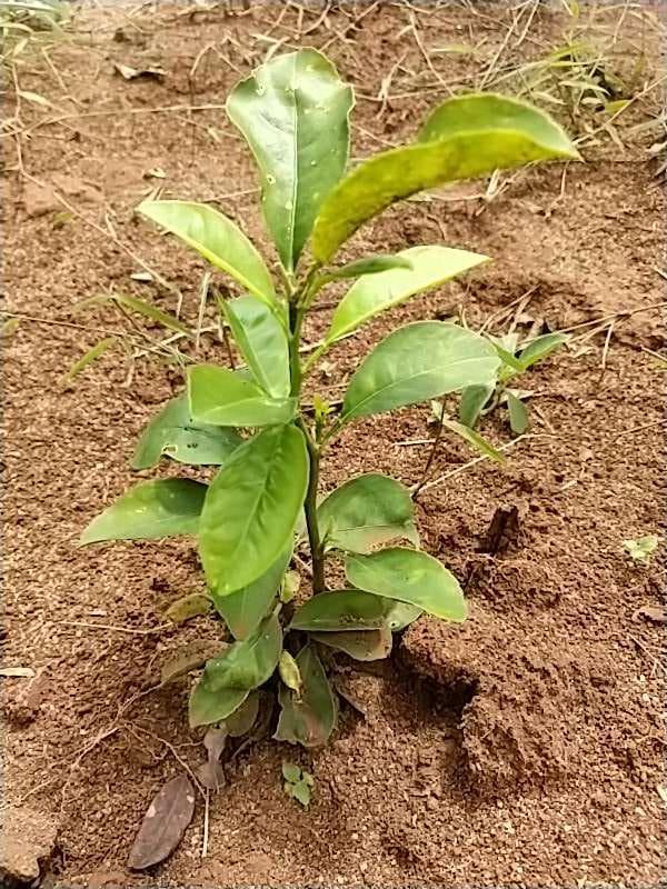 tree image