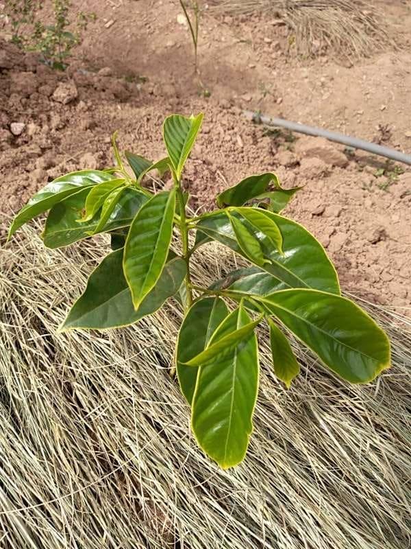 tree image