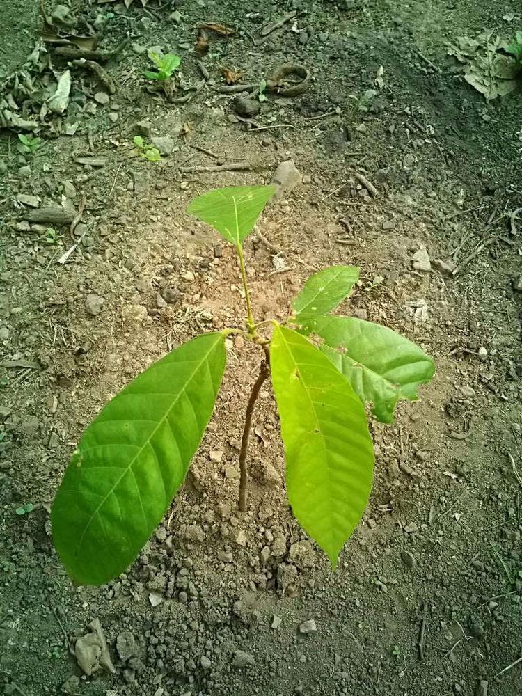 tree image