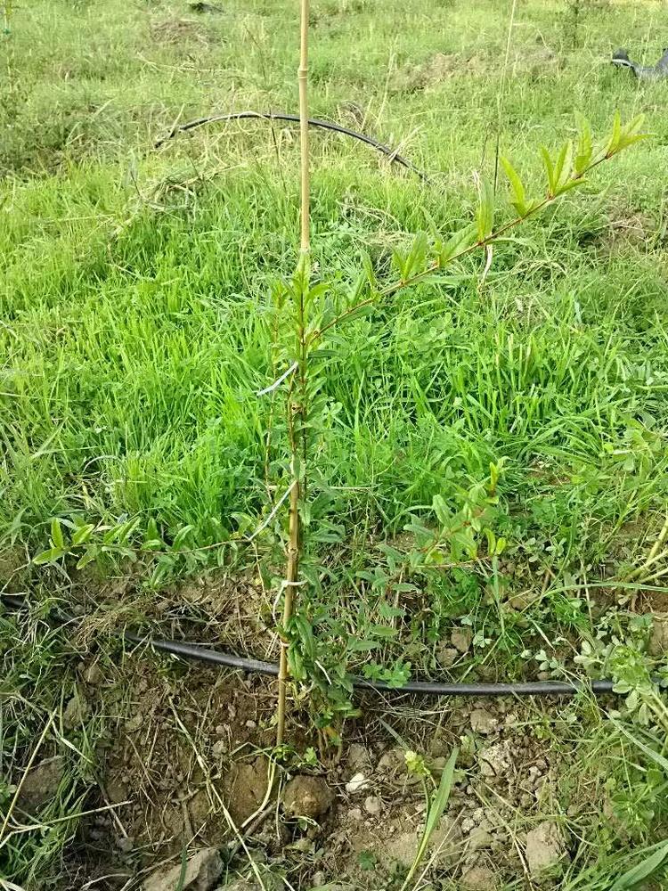 tree image